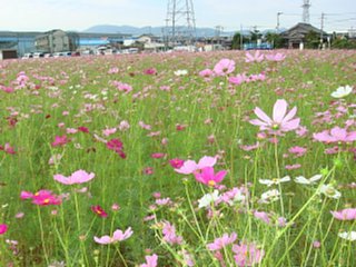 DSC00070_ss.jpg